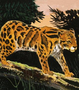 Leopardo nuvoloso