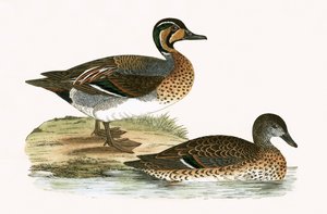 Anatre chiocciole, illustrazione da 
