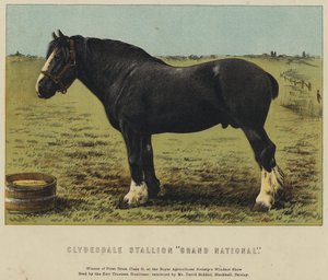 Stallone Clydesdale "Grand National"
