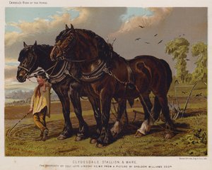Stallone e giumenta Clydesdale, proprietà del colonnello Loyd Lindsay, VC, MP