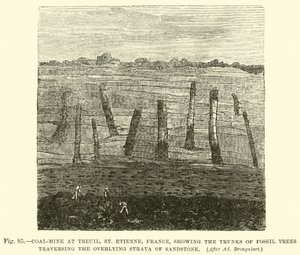 Miniera di carbone a Treuil, St Etienne, Francia, che mostra i tronchi di alberi fossili che attraversano gli strati sovrastanti di arenaria da English School