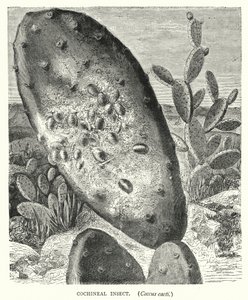 Insetto della cocciniglia, Coccus cacti (incisione)