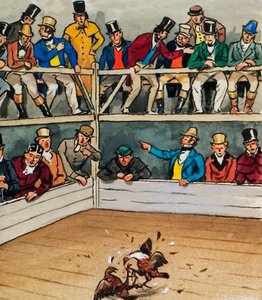 Combattimento di galli