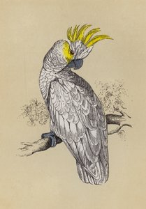 Cacatua