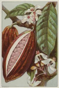 Fiori e baccelli di cacao, mostrando l