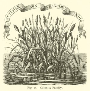 Famiglia Colonna
