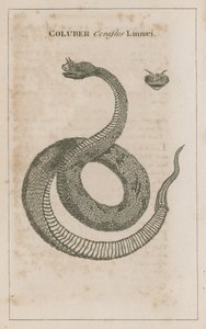 Coluber Cerastes Linnaei; Vipera cornuta d