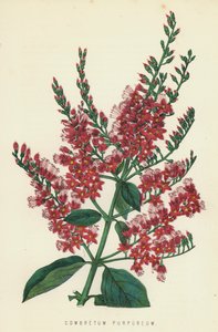 Combretum purpureum da English School