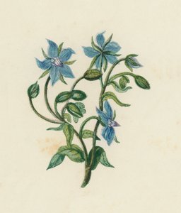 Borragine comune, Borago Officinalis da English School