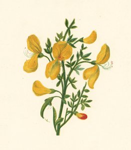 Ginestra comune, Cytisus Scoparius da English School