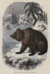 Orso bruno comune, Ursus Arctos da English School