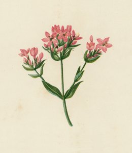 Centauro Comune, Erythraea Centaurium da English School
