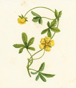 Cinquefoil Strisciante Comune, Potentilla Reptans