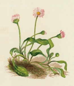 Margherita comune, Bellis Perennis da English School