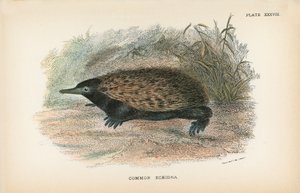 Echidna comune da English School