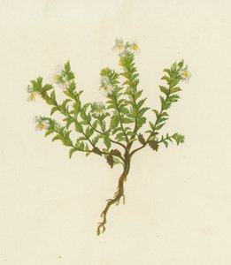 Eufrasia Comune, Euphrasia Officinalis da English School