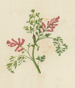 Fumaria Officinalis da English School
