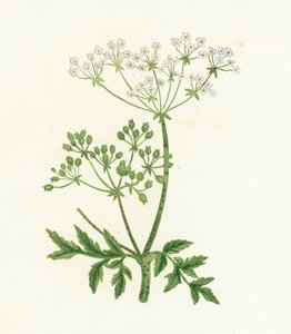 Conium Maculatum da English School
