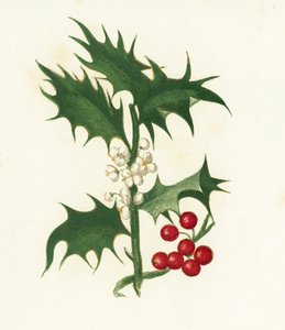 Ilex Aquifolium