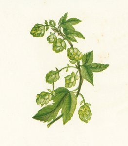 Humulus Lupulus