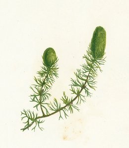 Ceratophyllum Demersum