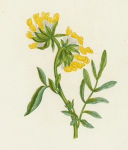 Vulneraria comune, Anthyllis Vulneraria da English School