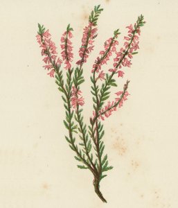 Brugo Comune, Calluna Vulgaris da English School
