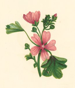 Malva sylvestris
