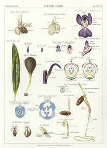 Orchidea Comune