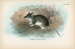Topo marsupiale comune da English School