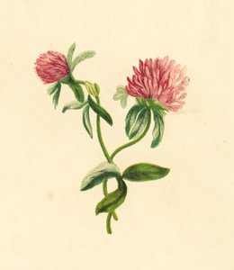 Trifoglio Viola Comune, Trifolium Pratense da English School