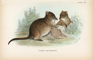Ratto-canguro comune