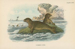 Foca comune