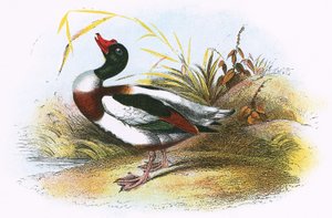 Anatra comune