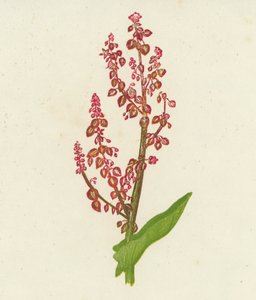 Acetosa comune, Rumex Acetosa