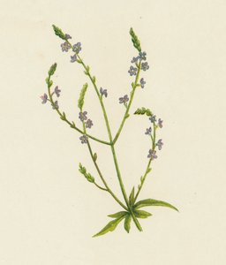 Verbena comune, Verbena Officinalis da English School