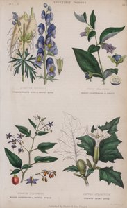 Aconito comune; belladonna; dulcamara; stramonio comune da English School
