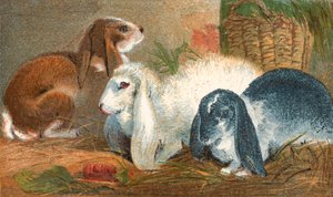 Coniglio marrone comune, coniglio angora bianco e coniglio log-eared bianco e nero da English School