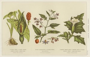 Piante velenose comuni (incisione)