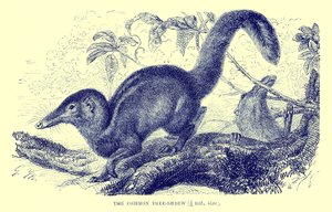 Topolino comune, illustrazione da "The Royal Natural History" (litografia) da English School