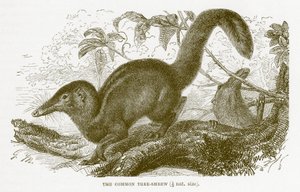 Tupaia comune, illustrazione da The Royal Natural History da English School