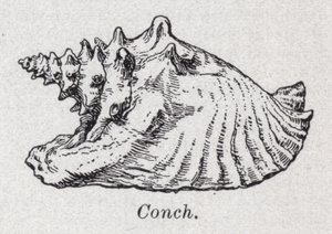 Conchiglia da English School
