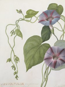 Convolvolo purpureo