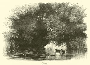 Folaghe