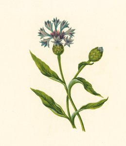 Fiordaliso, Centaurea Cyanus da English School