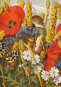 Campo di grano in estate (litografia a colori) da English School