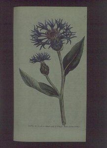 Fiordaliso (Centaurea montana), tavola 77 da 