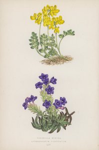 Coronilla Minima; Lithospermum Prostratum (litografia a colori) da English School