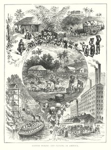 Raccolta e imballaggio del cotone in America (incisione) da English School