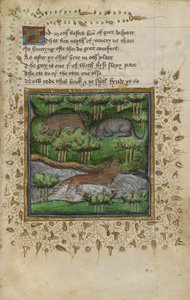 Cotton Vespasian B. XII, f.4 Illustrazione di un tasso, un gatto selvatico e una lontra; con versi, da un 
